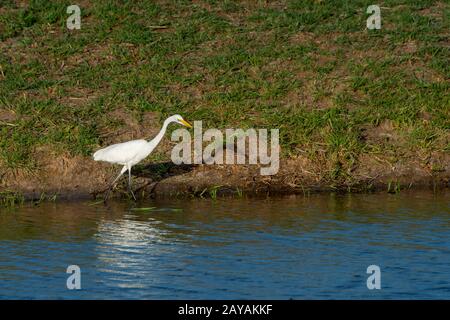 Ein großer Egret (Ardea alba), am Ufer eines kleinen Flusses im Gebiet der Gomoti Plains, eine von einer örtlichen Gemeinde betriebene Konzessionierung, am Rande der Gomoti r Stockfoto