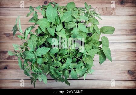 Tomaten Keimlinge in Kunststoffbehältern mit Boden. Stockfoto