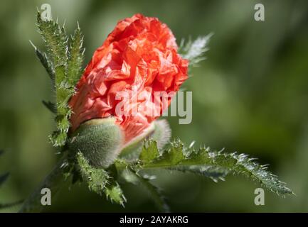 Gossip-Poppy, Deutschland, Rheinland, NRW Stockfoto