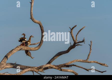 Ägyptische Gänse (Alopochen aegyptiaca) stachen in einem toten Baum im Gebiet der Gomoti Plains, einer Konzessionsgemeinschaft, am Rande des Flusses Gomoti Stockfoto