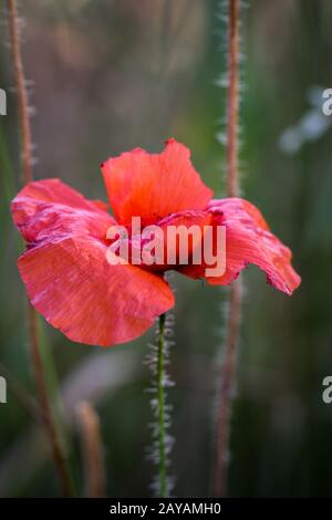 Papaver Rhoeas übliche Namen sind Maismohn , Maisrose , Feldmohn , Flandern-Mohn , roter popp Stockfoto