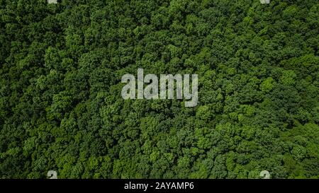 Drone's Eye View - Top Down Laub Trees Background, Kaukasus, Russland. Stockfoto