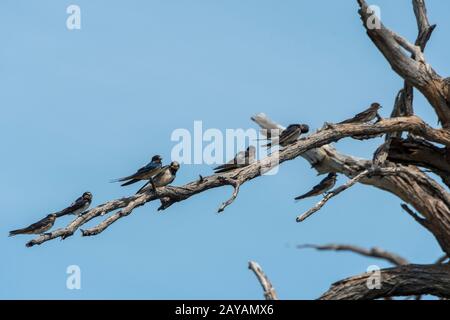 Plain martins, oder Brown-throated martin (Riparia paludicola) thront auf einem Zweig im Gebiet der Gomoti Plains, einer Gemeinschafts-Run-Konzessionen, am Rande von Stockfoto