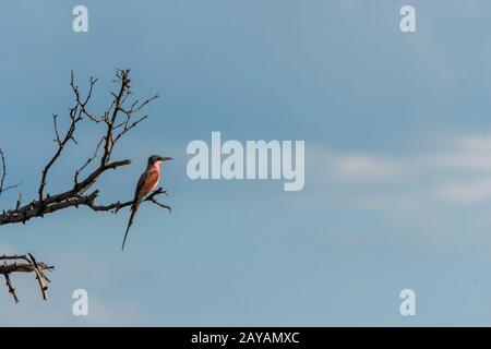 Ein Southern Carmine Bee-eater (Merops nubicoides) thront auf einer Filiale im Gebiet der Gomoti Plains, einer Gemeinschaftsfahrkonzessionierung, am Rande des Gomo Stockfoto