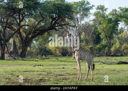 Eine Giraffe des Südens (Giraffa Giraffa) geht durch die Landschaft im Gebiet der Gomoti Plains, einer Konzessionsgemeinschaft, am Rande der Gomoti Stockfoto