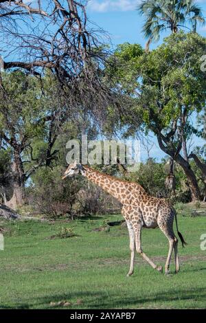 Eine Giraffe des Südens (Giraffa Giraffa) geht durch die Landschaft im Gebiet der Gomoti Plains, einer Konzessionsgemeinschaft, am Rande der Gomoti Stockfoto