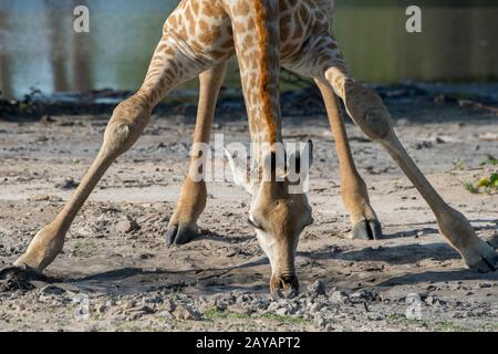 Nahaufnahme einer südlichen Giraffe (Giraffa Giraffa), die aus einer Pfütze im Gebiet der Gomoti Plains, einer Gemeinde, die Konzessionen führt, am Rande des Th Stockfoto