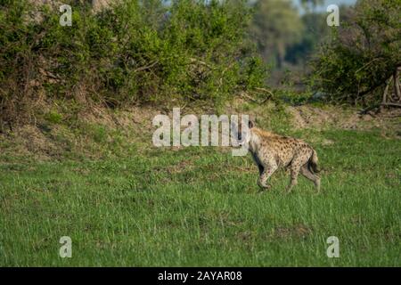 Eine Gefleckte Hyäne (Crocuta crocuta) verläuft durch die Flutmulde im Gebiet der Gomoti Plains, einer Konzessionsgemeinschaft, am Rande des Gomoti s. Stockfoto