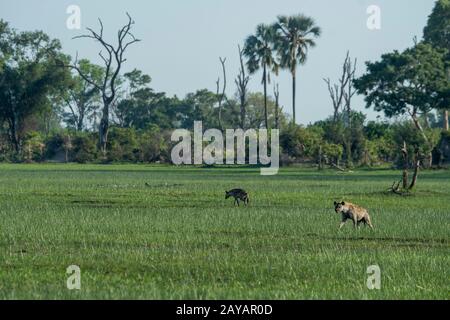 Gefleckte Hyänen (Crocuta Crocuta), die durch die Flussaue im Gebiet der Gomoti Plains verlaufen, eine Konzessionierung für Gemeindedurchlauf, am Rande des Flusses Gomoti Stockfoto