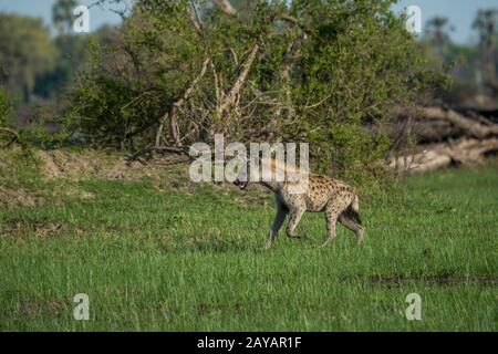 Eine Gefleckte Hyäne (Crocuta crocuta) verläuft durch die Flutmulde im Gebiet der Gomoti Plains, einer Konzessionsgemeinschaft, am Rande des Gomoti s. Stockfoto