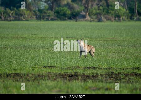 Eine Gefleckte Hyäne (Crocuta crocuta) verläuft durch die Flutmulde im Gebiet der Gomoti Plains, einer Konzessionsgemeinschaft, am Rande des Gomoti s. Stockfoto