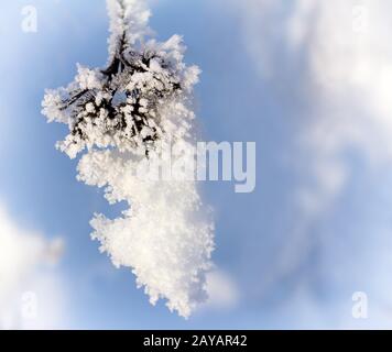 Filiale einer Bush mit dicken Frost bedeckt. Stockfoto