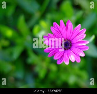Helle Maove Daisy Flower auf hellem Blumenhintergrund. Stockfoto