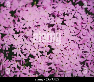 Nahaufnahme von rosa Blüten Stockfoto