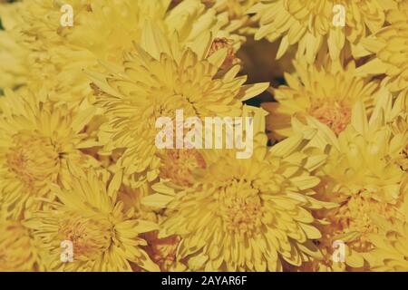 Gelbe Chrysanthemen Stockfoto