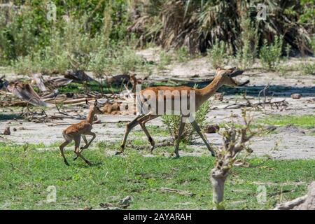 Ein Impala Aepyceros Melampus Weibchen Mit Einem Baby Lauft Im Gebiet Der Gomoti Plains Einer Konzessionsgemeinschaft Am Rande Der Gomoti Flusssy Stockfotografie Alamy