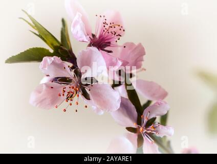 Zweig von Peach Blossom auf weißem Hintergrund. Stockfoto
