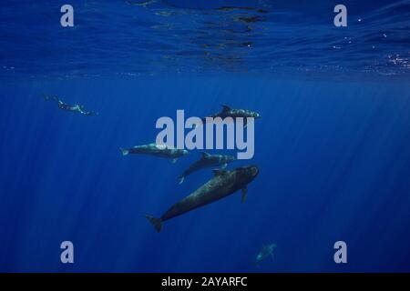 Der Meeresbiologe Jeff Milisen taucht ein, um eine Gruppe von Tümmlern, Tursiops truncatus, zu fotografieren, die mit einem Kurzflossen-Pilotwal interagieren Stockfoto