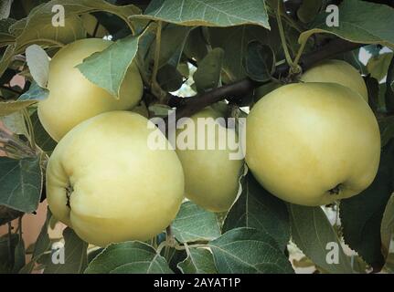 Äpfel, die auf dem Zweig eines Baumes im Garten wachsen. Stockfoto