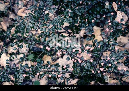 Hintergrundbild: Zweige der Berberitze mit Beeren. Stockfoto