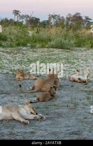 Die Szene zweier Löwlinge (Panthera leo) mit 8 etwa 6 Monate alten Jungtiere (je 4) schlafend und spielend, nachdem sie sich in den Gomoti Plains an einem Warthog ernährt hatten Stockfoto