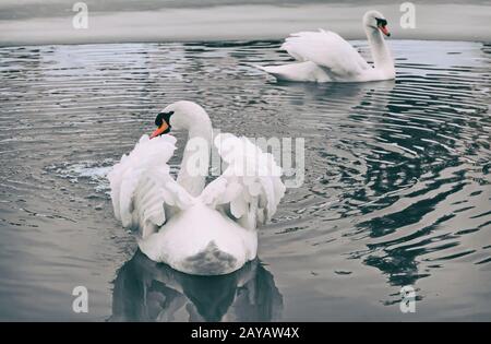 Zwei weiße Schwäne auf dem See im Winter. Stockfoto