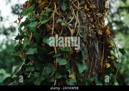 Grüne Efeupflanze, die an einem alten Baum wächst. Tierwelt Stockfoto