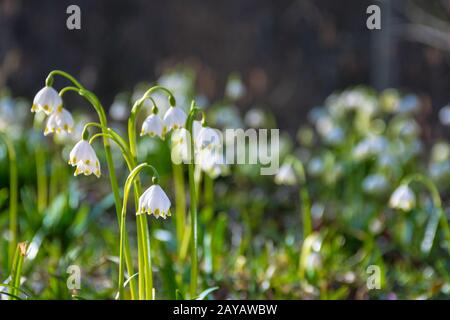 Viele Schneeverwehungen im Wald. Schöner Naturhintergrund im Frühling. Sonniges Wetter. Verschwommener Hintergrund. Stockfoto