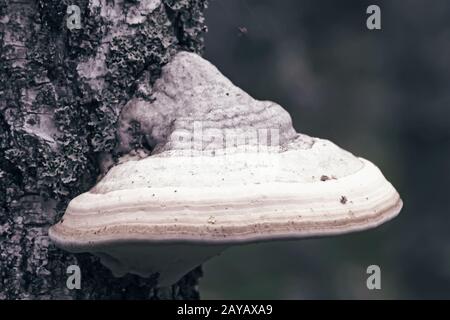 Auf dem Stamm einer Birke wächst ein großer Töner. Stockfoto