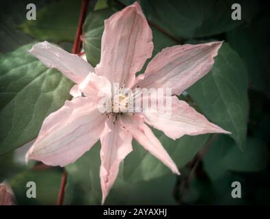 Wunderschöne rosafarbene Blumen von Clematis auf dem Hintergrund der Blätter Stockfoto