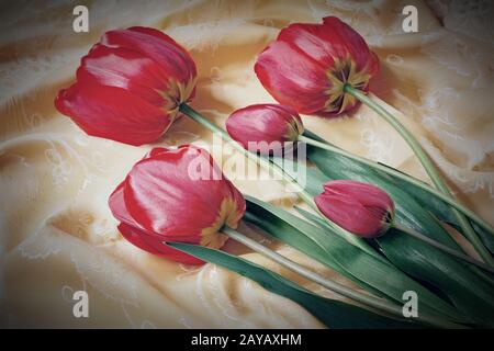 Leuchtend rotes Tulip auf dem Hintergrund gelber Seide Stockfoto