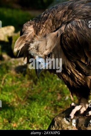 Mönch Geier oder eurasischer schwarzer Geier, Aegypius monachus Stockfoto