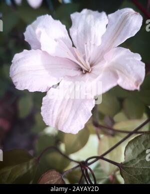 Wunderschöne rosafarbene Blumen von Clematis auf dem Hintergrund der Blätter Stockfoto