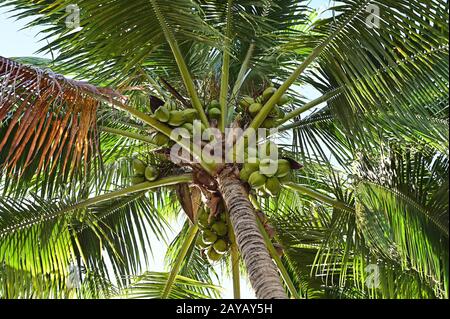 Kokosnussbaum - Kokosnucifera - mit einer großen Anzahl von Kokosnüssen, die von unten an einem sonnigen Nachmittag fotografiert wurden. Stockfoto