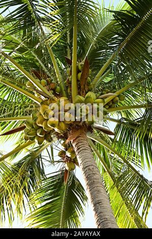 Kokosnussbaum - Kokosnucifera - mit einer großen Anzahl von Kokosnüssen, die von unten an einem sonnigen Nachmittag fotografiert wurden. Stockfoto