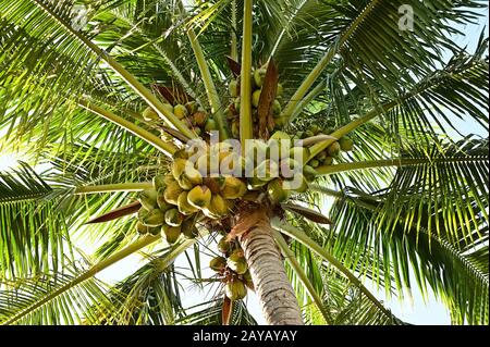 Kokosnussbaum - Kokosnucifera - mit einer großen Anzahl von Kokosnüssen, die von unten an einem sonnigen Nachmittag fotografiert wurden. Stockfoto