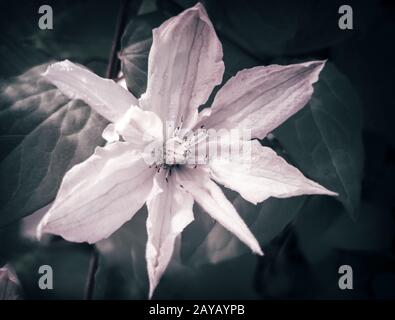 Wunderschöne rosafarbene Blumen von Clematis auf dem Hintergrund der Blätter Stockfoto