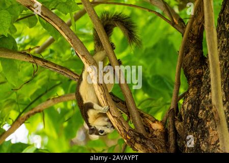 Ein Finlaysons Hörnchen, das auf Baumzweigen im Stadtpark von Bangkok spielt Stockfoto