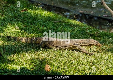 Ein Monitor, der im Bangkok Stadtpark, Thailand, lauert Stockfoto