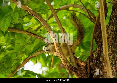 Ein Finlaysons Hörnchen, das auf Baumzweigen im Stadtpark von Bangkok spielt Stockfoto