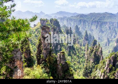 Zhangjiajie Forest Park. Säulenberge, die aus dem Canyon ragen. Wulingyuan, China Stockfoto