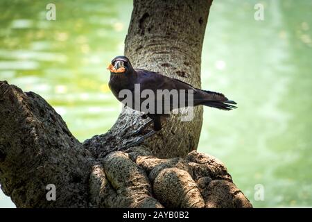 Schwarze Krähe, die eine Kralle aus Krabben isst, Lumpini Park, Bangkok Thailand Stockfoto