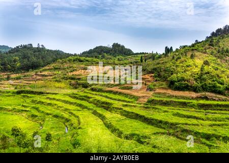 Grüne Reis-Reihenfelder im Zhangjiajie National Forest Park. Zhangjiajie, Hunan, China Stockfoto