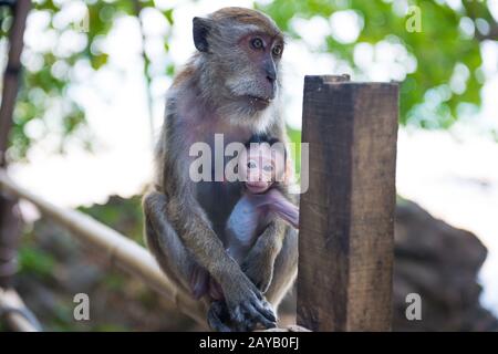 Makaken-Affen mit baby Stockfoto