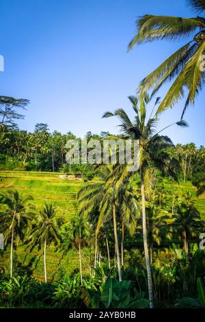 Reisterrassen im Paddy Field, Zeking, Ubud, Bali, Indonesien