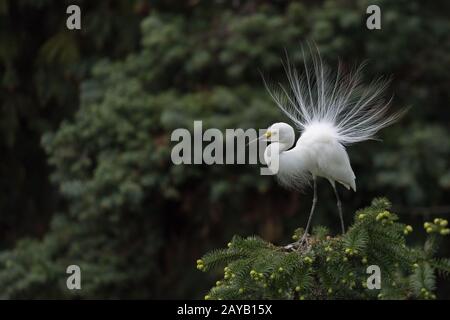 Wunderschönes, weißes Egrett Stockfoto