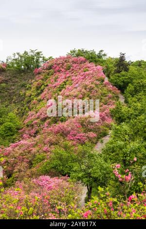 azalea blüht auf einem Grat Stockfoto