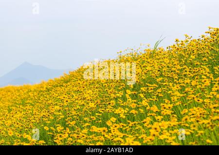 Gelbe coreopsis Blumen blühen Stockfoto