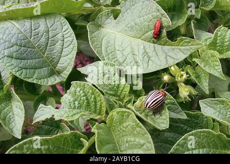 Kartoffelkäfer und Larve auf Kartoffel Blätter Stockfoto