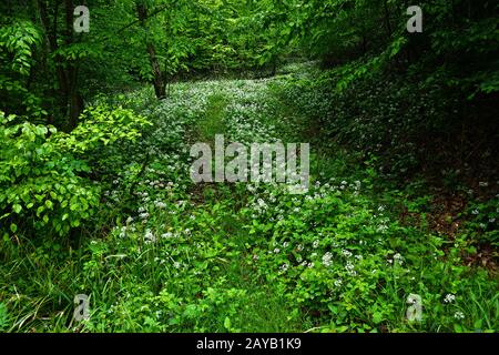 ramson; Buckramm; Bärenleek; BärenKnoblauch; wilder Knoblauch; Knoblauch aus Holz; Stockfoto